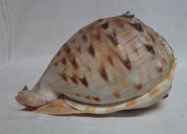Schnecke Meeresschnecke für Aquarium