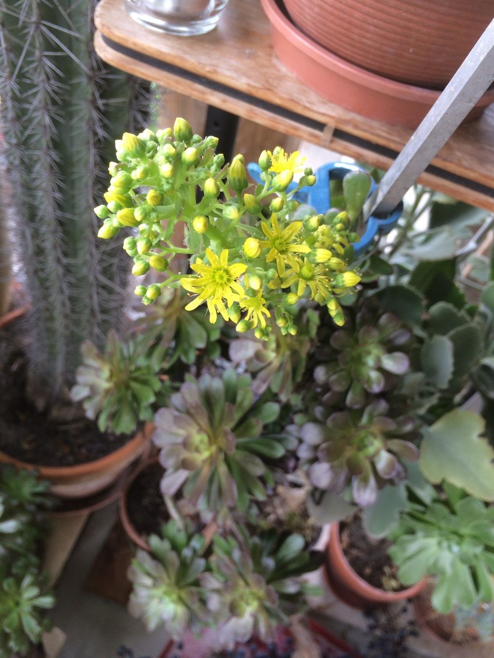 Piante & sementi: Aeonium arboreum purpurum – Nuovo (secondo la descrizione) da Vinelz venduto da Wellensittich55 5