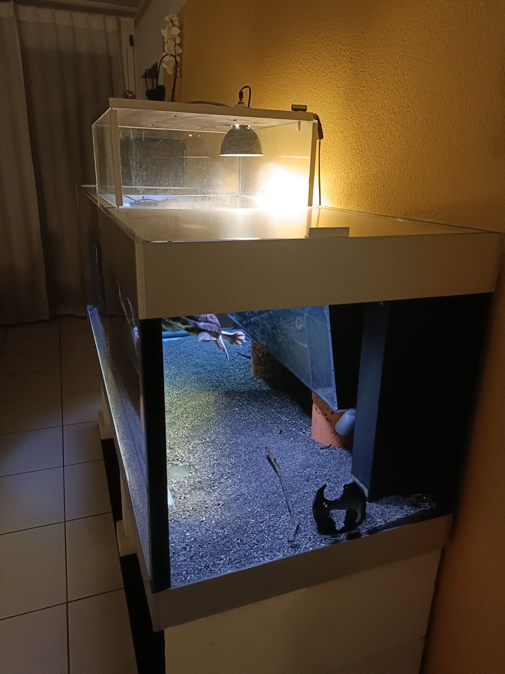 Acquari: Fessler Aquarium 650l, Inkl. Filter und Daytime LED-Light – Usato da Obernau venduto da pilatus-rconline 2