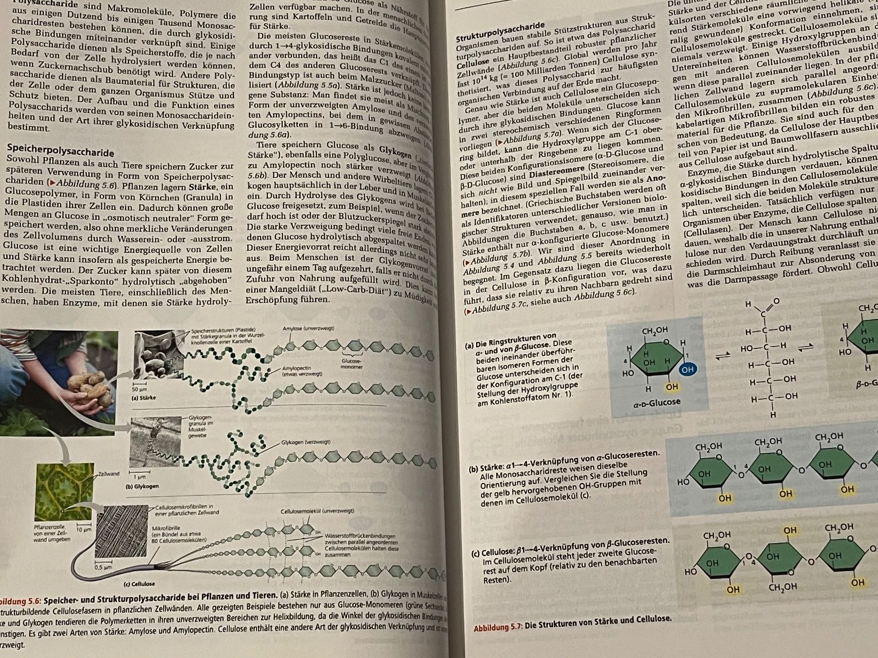 Libri: Biologie Campbell Neu – Nuovo (secondo la descrizione) da Schlieren venduto da abi_lc9g 7