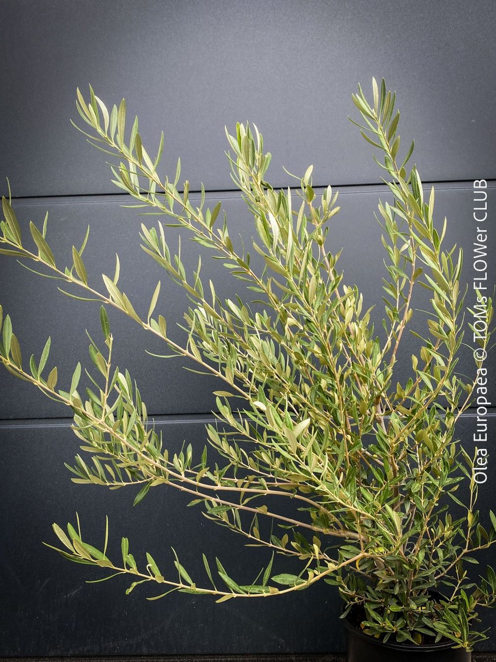 Piante & sementi: Olivenbaum - OLEA EUROPAEA - schönes Bäumchen – Nuovo e nell'imballaggio originale da Adliswil venduto da MarkyForest 1