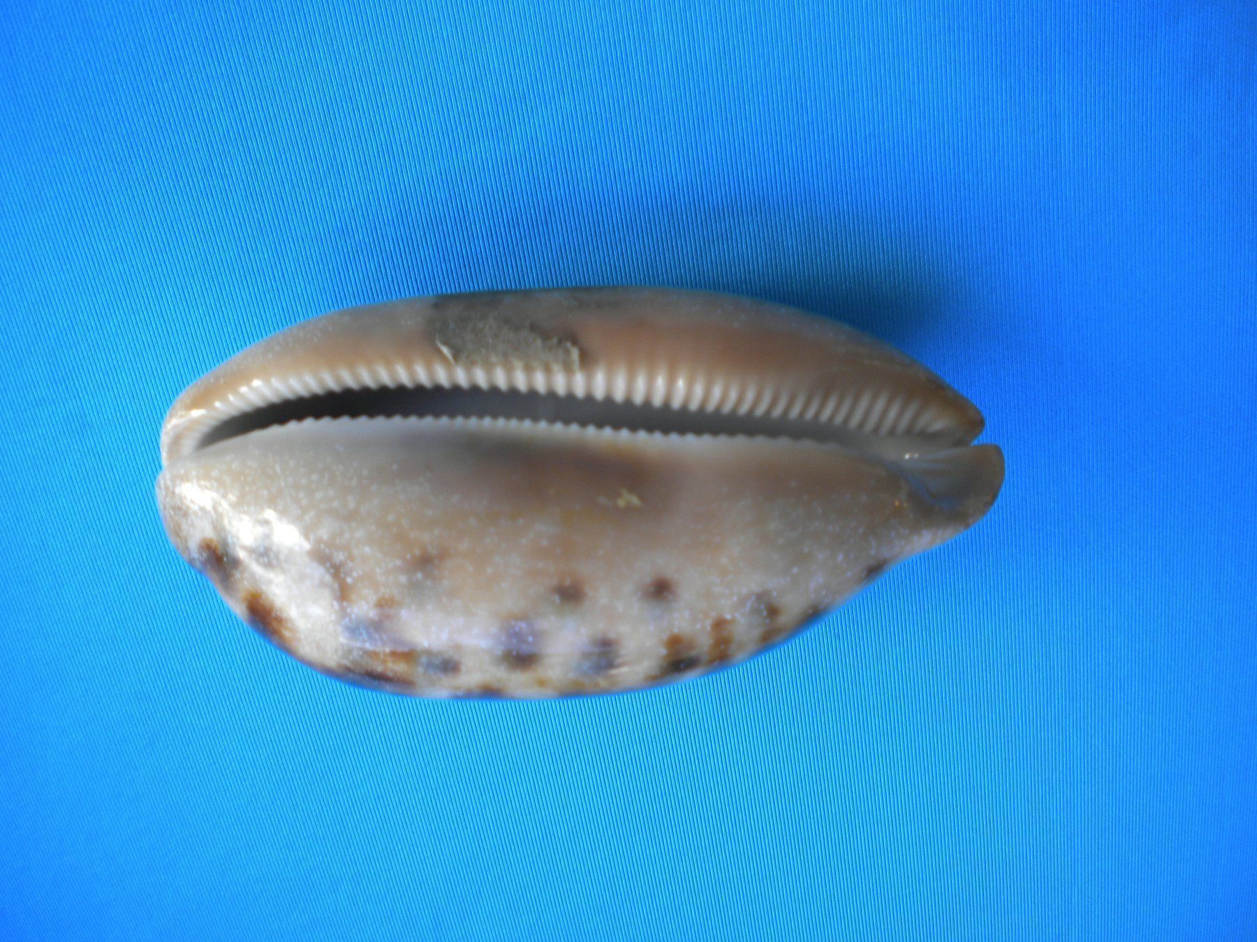 Fossilien: Schöne lange "Cauri" Muschel 10 cm – Gebraucht aus Spreitenbach von Sniper8952 4