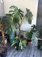Sehr grosse Monstera Pflanze ca. 150 cm