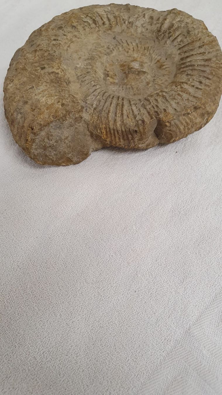 Fossilien: AMONIT – Gebraucht aus Dietikon von brocki-eyra 2