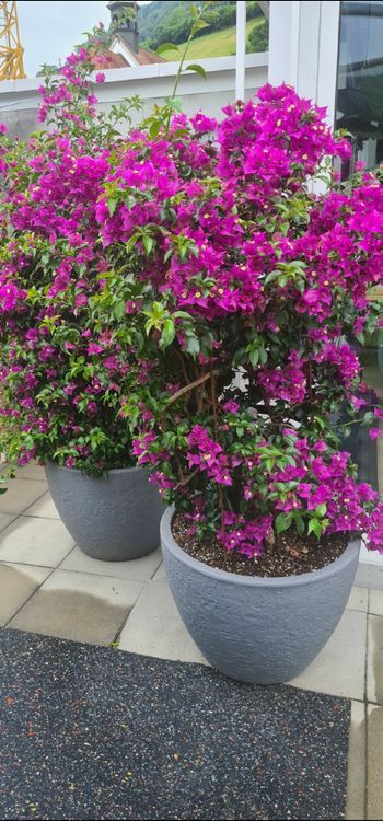 3 grosse Pflanzen mit Topf, 1x Dipladenia 2x Bougainvillea Kaufen auf