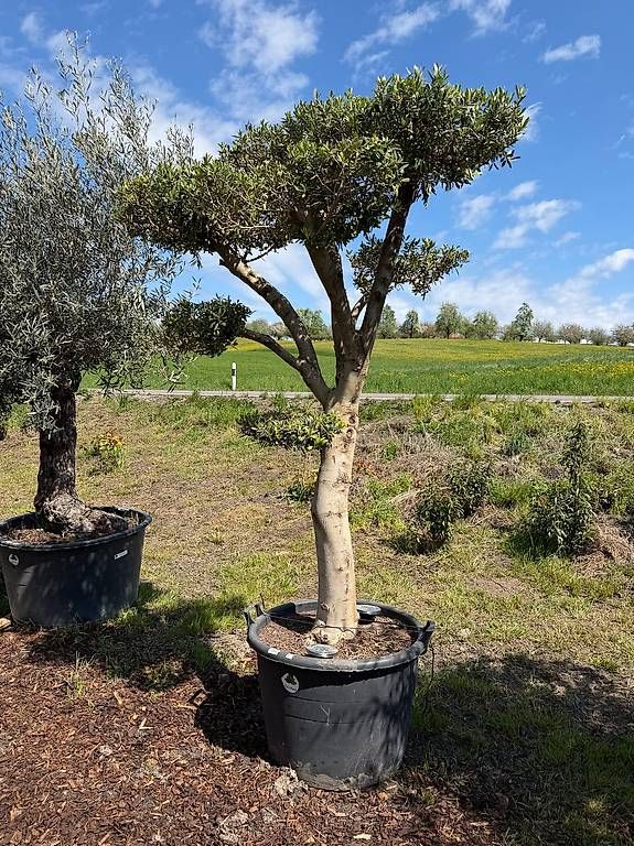 Pflanzen & Samen: Olivenbaum "Pom-Pom 1 – Gebraucht aus Zuckenriet von Thur_Plant 4