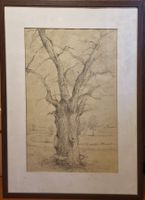 Zeichnung Baum Bleistift gerahmt