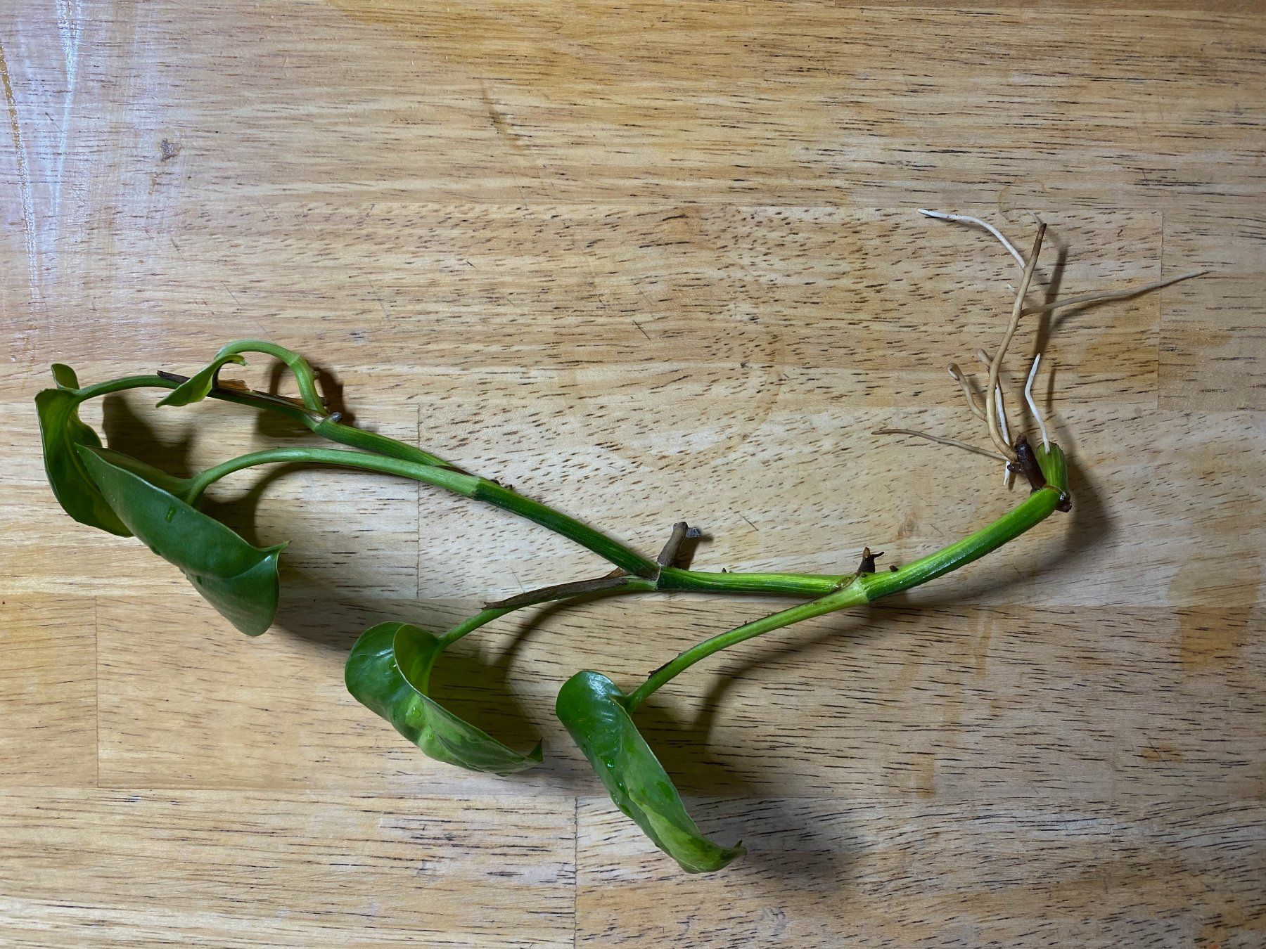 Pflanzen & Samen: Epipremnum global green, bewurzelter Steckling – Neu (gemäss Beschreibung) aus Winterthur von Aniger 1