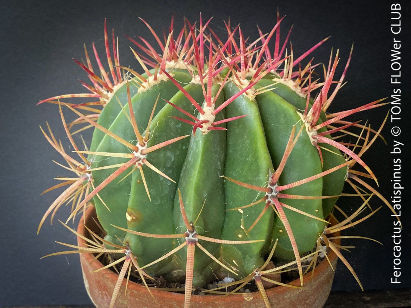 Pflanzen & Samen: Ferocactus Latispinus - Sonne liebender Kaktus – Neu und originalverpackt aus Adliswil von astom369 3
