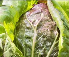 Ab 5.- fr 10 Samen BLATTZICHORIE “VARIEGATA DI CHIOGGIA”