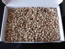 Kischensteine naturbelassen, sauber, gewaschen 300g