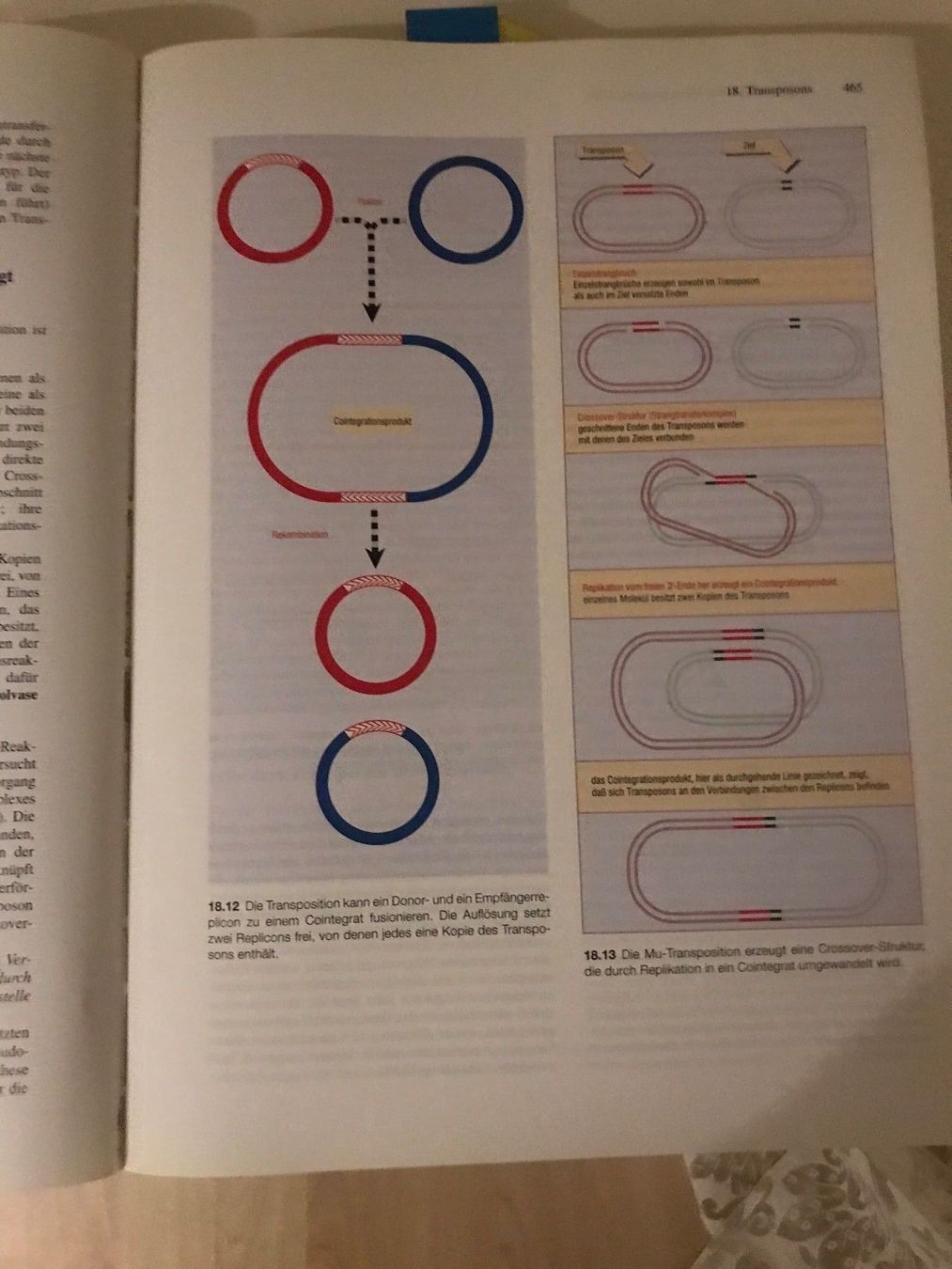 Libri: Molekularbiologie der Gene – Usato da Glattpark-Opfikon venduto da Anahita-R 2