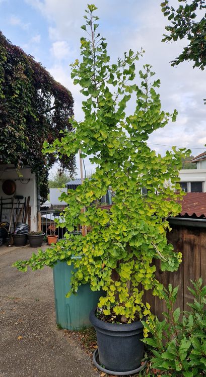 Ginkgo Baum Ca 10 Jährig Kaufen auf Ricardo