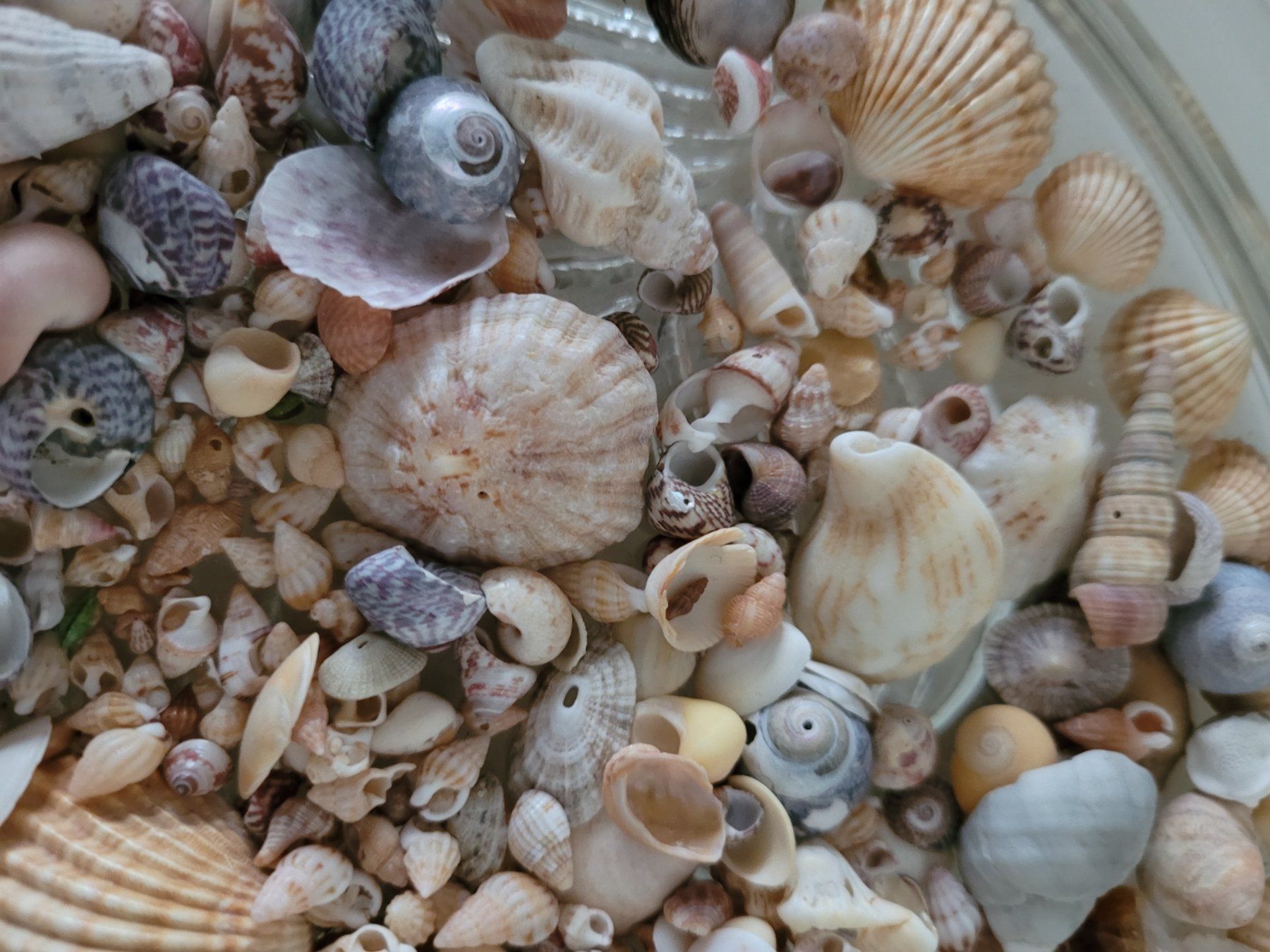 Piatti di portata: Kristallglasschale mit Muscheln – Usato da Oberuzwil venduto da rtr_wp6m 1