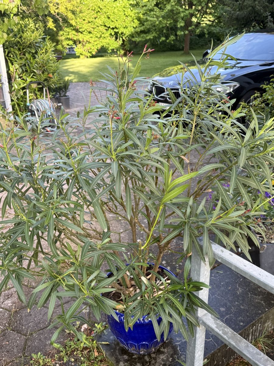 Piante & sementi: Oleander im Topf zu verkaufen – Usato da Ueberstorf venduto da PMMaser 2