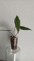 Alocasia heterophylla dragon's breath