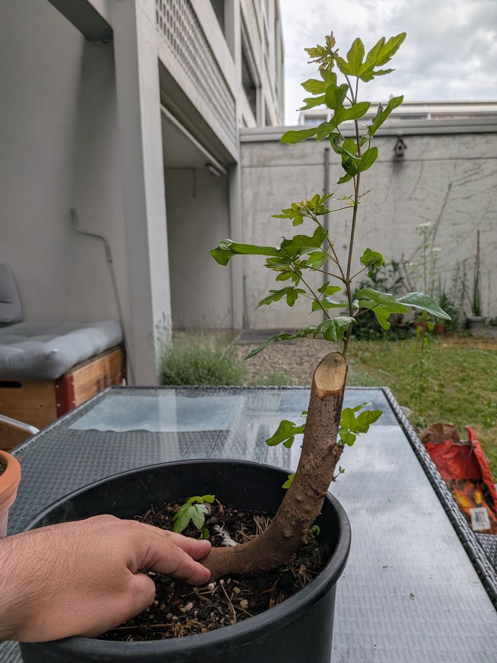 Piante & sementi: Bonsai Rohmaterial: Feldahorn – Usato da Bern venduto da Hydrom 2