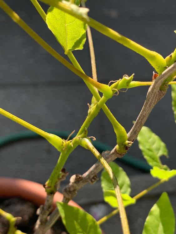 starke Glyzinie, Blauregen 0.4 m hoch aus Topf Gartenpflanze Kaufen