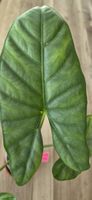 🤩Alocasia Puncak borneensis Rhizom 
