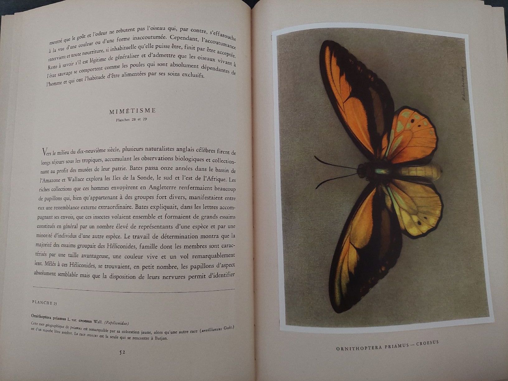 Bücher: Papillons tropicaux – Gebraucht aus Yverdon-les-Bains von pri_x6j6 4