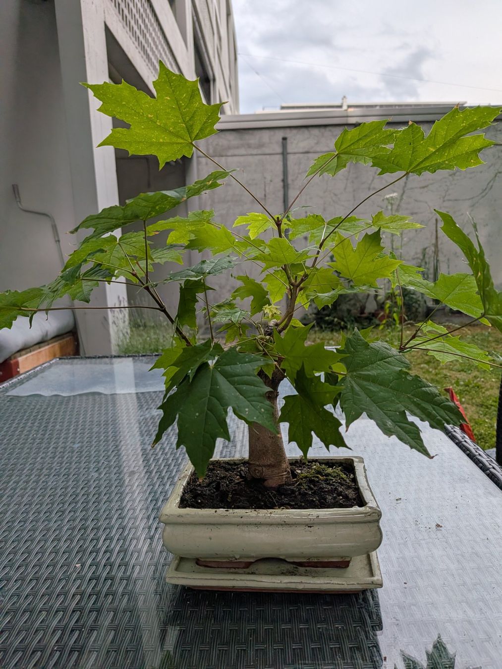 Piante & sementi: Bonsai Bergahorn – Usato da Bern venduto da Hydrom 1