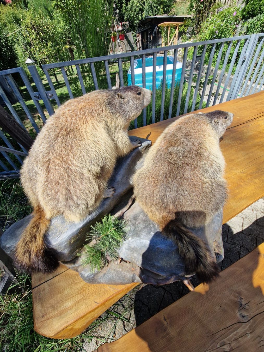 Il mondo degli animali: 2 murmeltiere – Usato da Wetzikon ZH venduto da Hella73 2