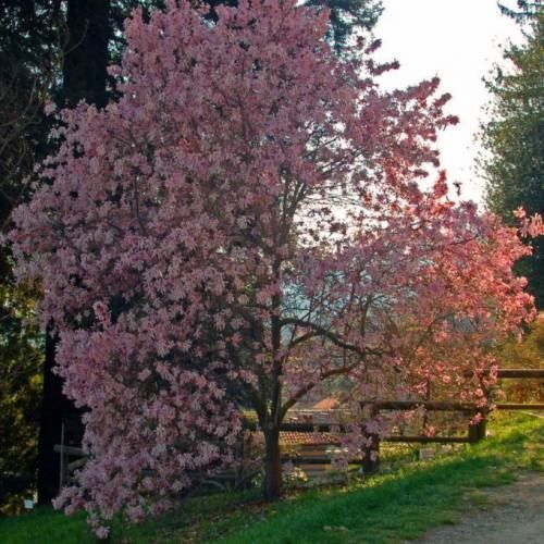 Piante & sementi: Magnolia étoilé ROSE  20cm – Nuovo (secondo la descrizione) da Bremblens venduto da FIBONACCI369 1