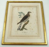 Franç. Levaillant (1753-1824) - Taricho Habicht - Radierung