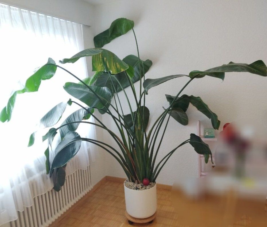 Piante & sementi: Wunderschöne, riesige Strelitzia nicolai – Nuovo (secondo la descrizione) da Meisterschwanden venduto da l_madlen