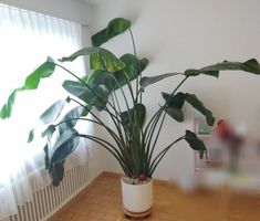 Wunderschöne, riesige Strelitzia nicolai