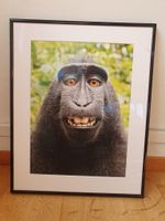 David Slater – "Naruto" Makaken-Selfie (41 x 50 cm) gerahmt