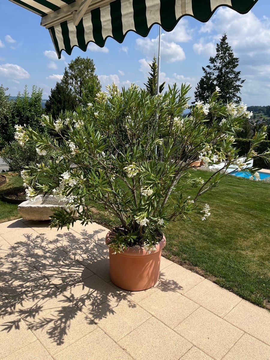 Piante & sementi: Zwei wunderschöne weisse Oleander – Usato da Beinwil am See venduto da Burli3