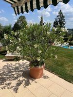 Zwei wunderschöne weisse Oleander