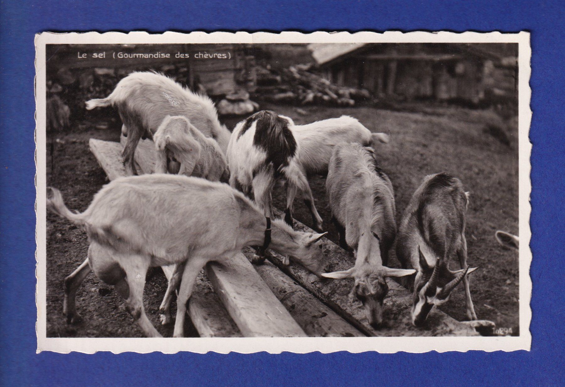 Ansichtskarten: CHEVRE - Au sel – Gebraucht aus Pully von nicecards-shop