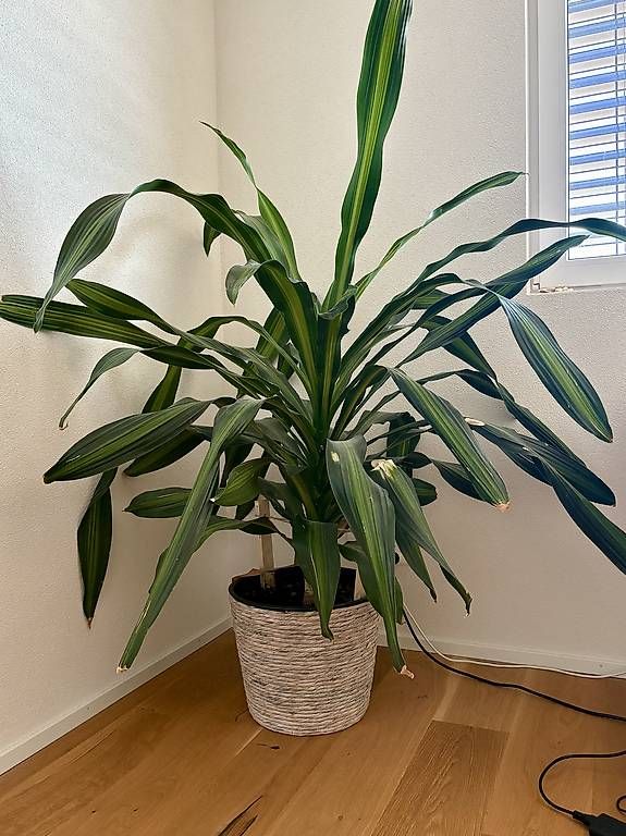 Piante & sementi: wunderschöne 150cm Dracaena Zimmerpflanze – Usato da Spreitenbach venduto da joe_fm5t