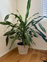 wunderschöne 150cm Dracaena Zimmerpflanze