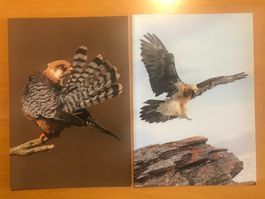 4x Grusskarten Vogelwarte Greifvögel