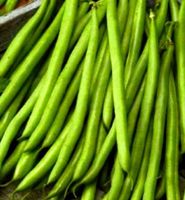 50 Samen Französische Bohnen SAXA- FASEOLUS VULGARIS