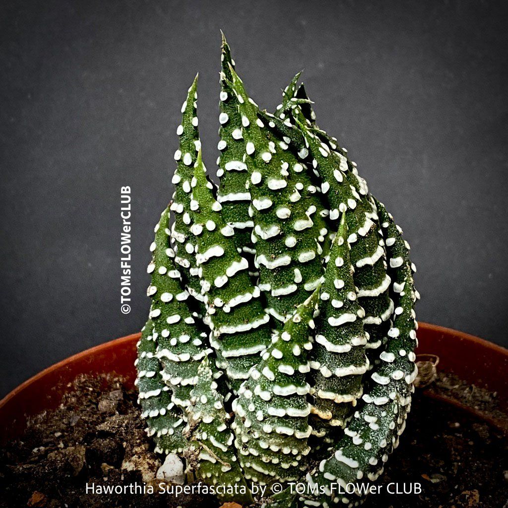 Pflanzen & Samen: Haworthia Superfasciata - super robuste Sukkulente – Neu und originalverpackt aus Adliswil von asTOMas963 8