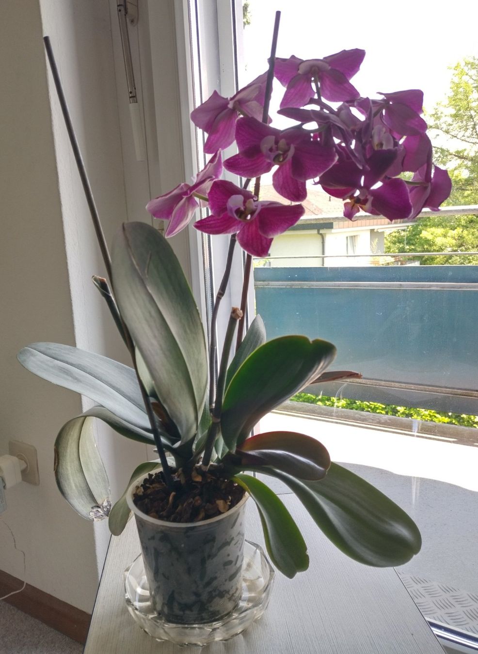 Piante & sementi: Orchidee Phalaenopsis🌸 – Usato da Jona venduto da Argus36 2