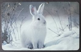 Taxcard - Schneeschuhhase - D