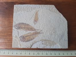 3 fossile Fische USA