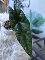 Alocasia Simpo Albovariegata