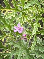 Pelargonium Graveolens Variegata Lady Plymouth stark duftend