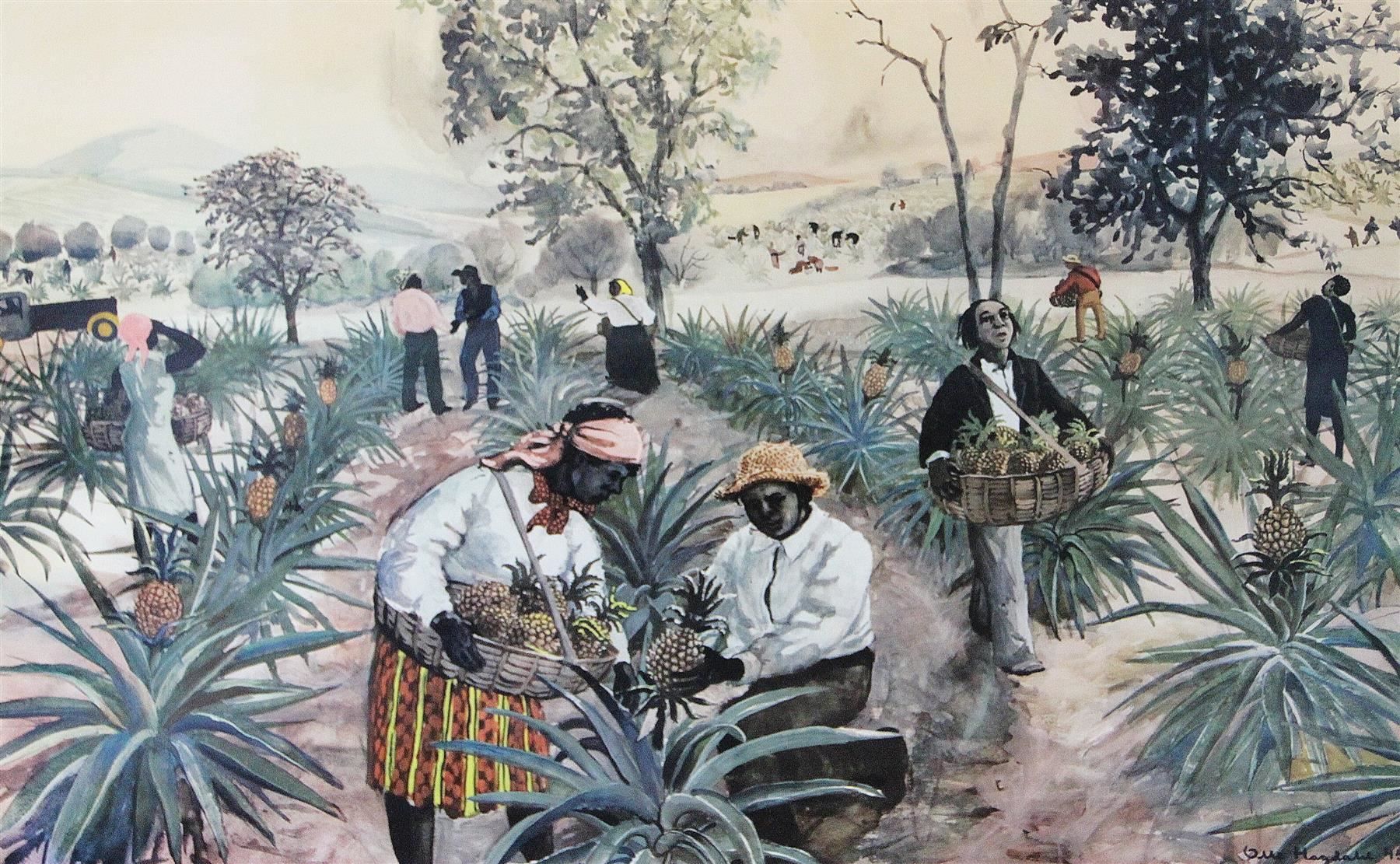 Poster & Bilder: Schulwandbild "Ananasernte, Ananas" – Gebraucht aus Birrwil von brandschatz_birrwil 3