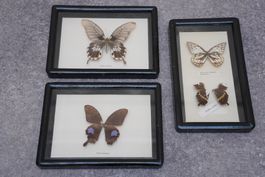 Papillons naturalisés (taxidermie)