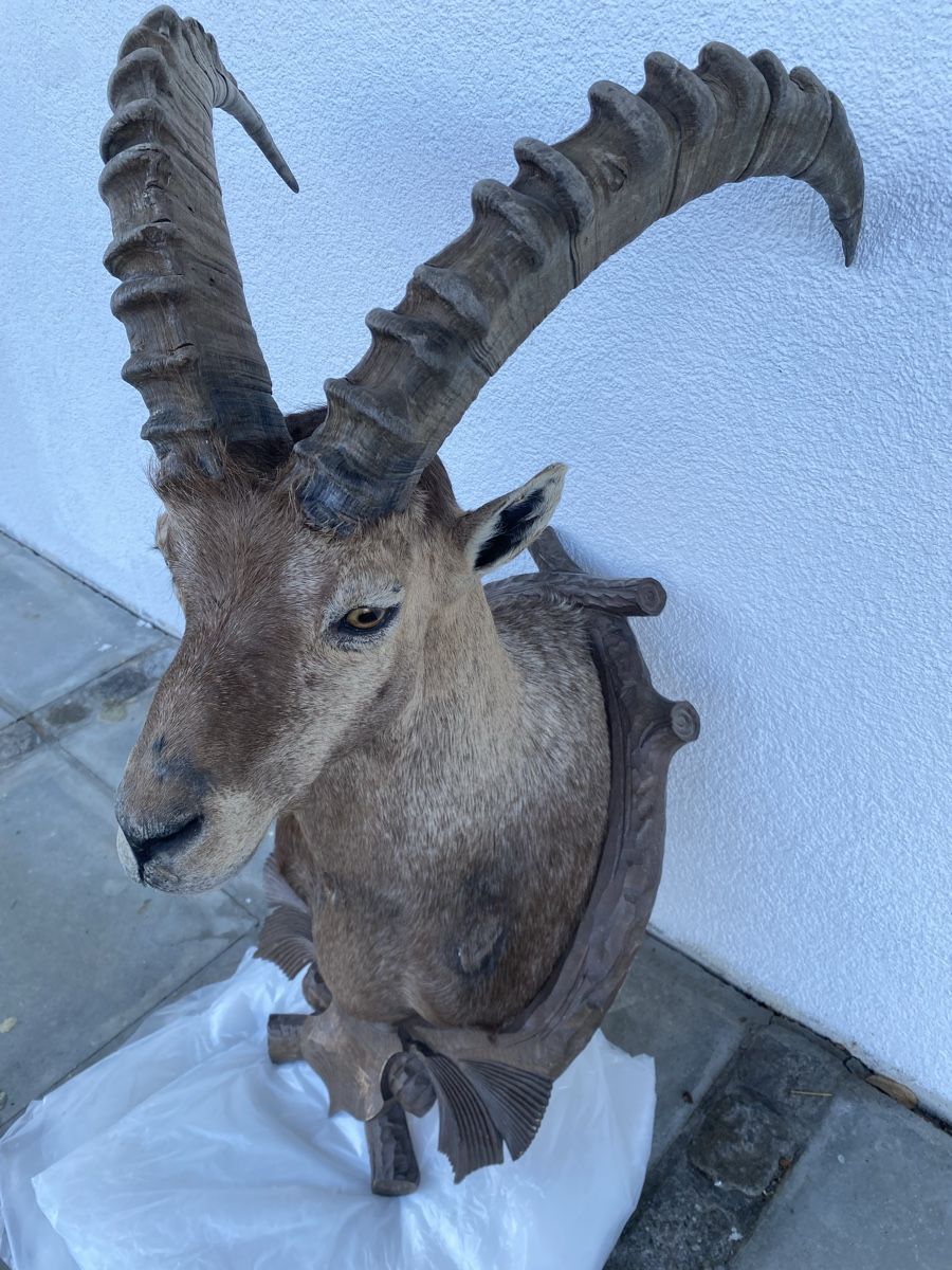 Welt der Tiere: Steinbock – Gebraucht aus Castiel von gamsli1000 2