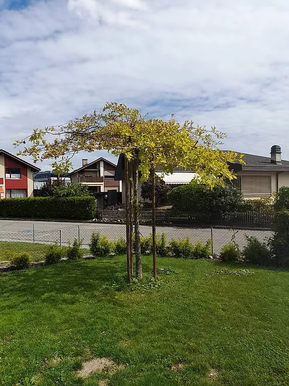 Pflanzen & Samen: Sumpfeiche, Dachform, quercus – Gebraucht aus Thun von jul_y9lm 1