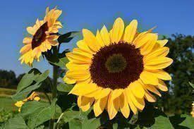 Piante & sementi: Sonnenblumen, 30 Samen – Nuovo (secondo la descrizione) da Eschen venduto da Saemereien24 1
