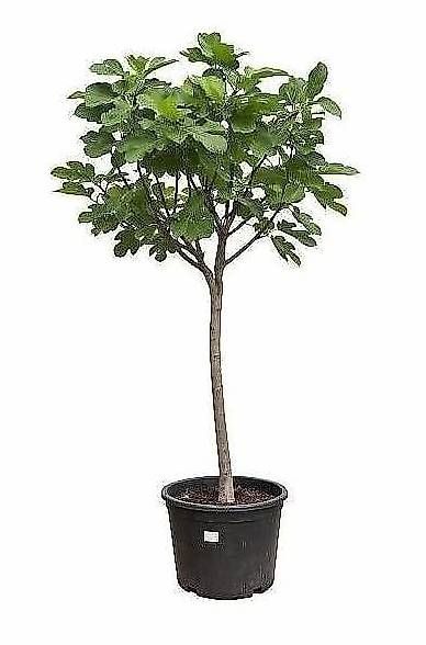 Piante & sementi: Aktion Feigenbaum Grösse L – Nuovo e nell'imballaggio originale da Zuckenriet venduto da Thur_Plant